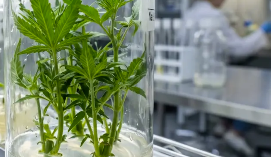 imagen de Cáñamo industrial: microbioma y genómica abren una nueva frontera para las fibras de alto valor
