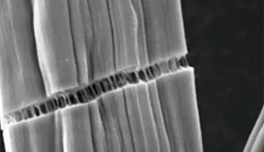 imagen de Nuevo método químico aprovecha residuos de madera para abaratar la fibra de carbono un 25% sin perder resistencia