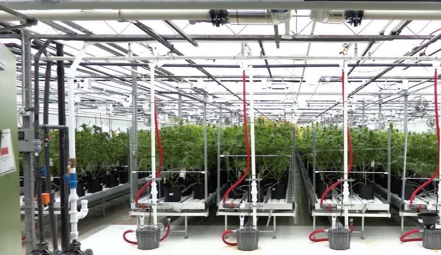 imagen de Corea del Sur prepara la producción local de cannabis medicinal para reducir su dependencia importadora