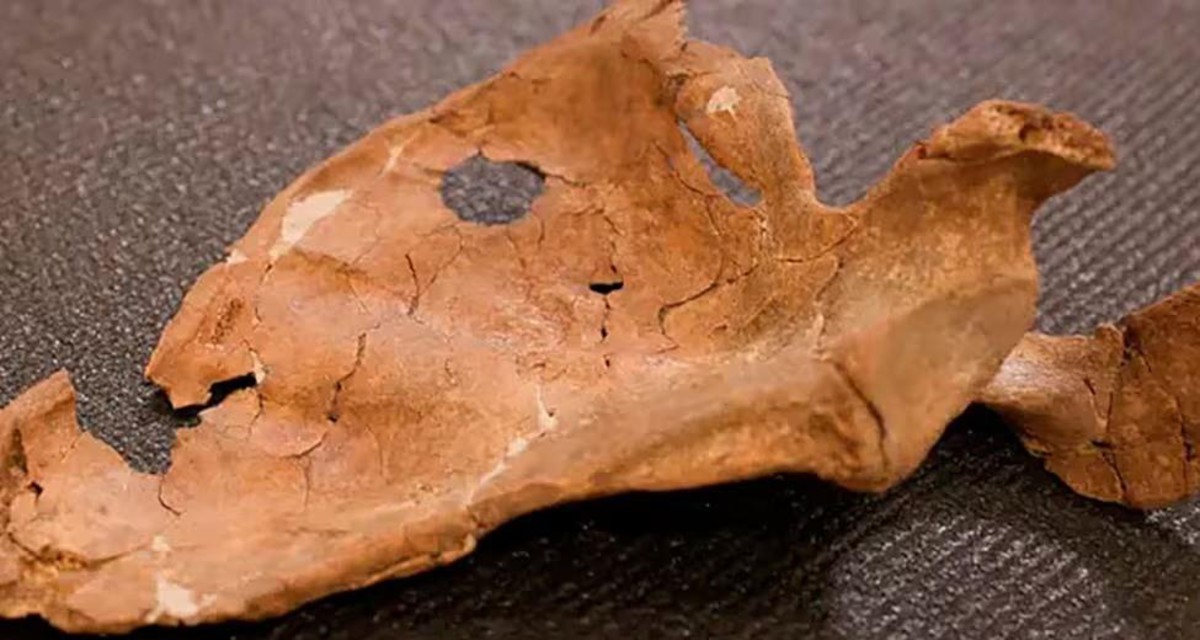 imagen de Una lesión en un hueso neandertal podría ser la evidencia más antigua de un ataque con lanza de madera