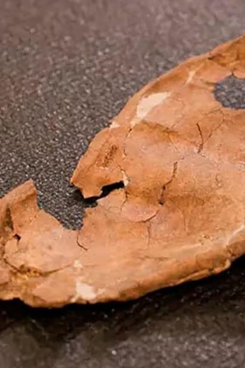 Imagen del contenido Una lesión en un hueso neandertal podría ser la evidencia más antigua de un ataque con lanza de madera