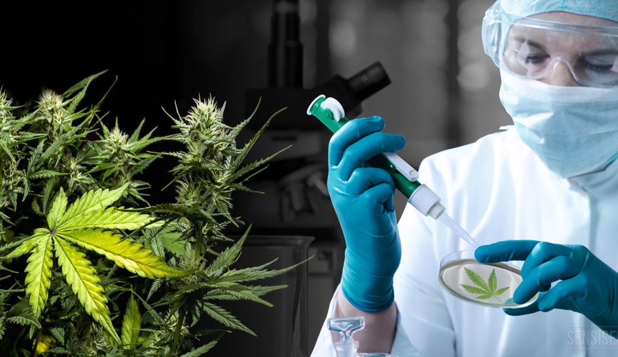 imagen de Una formulación con cannabis redujo casi a la mitad el uso de morfina en un ensayo clínico