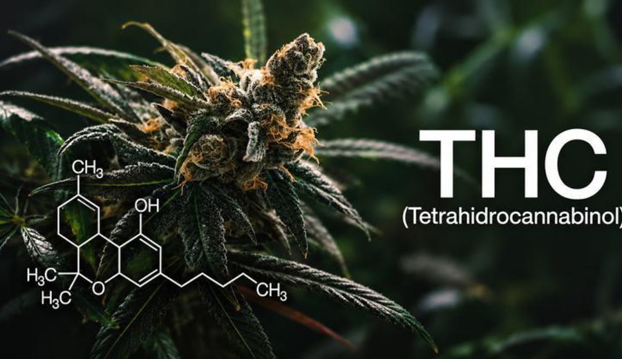 imagen de THC: aplicaciones médicas, efectos y riesgos de su uso