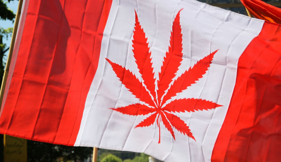 imagen de Canadá: el cannabis se afianza entre los principales cultivos