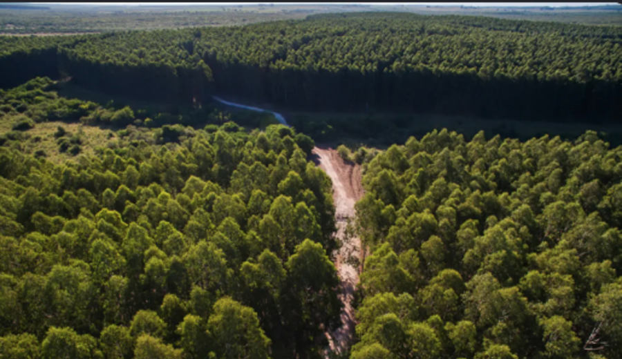 imagen de O-PAIF: Más de 100 empresas uruguayas blindan los bosques contra incendios
