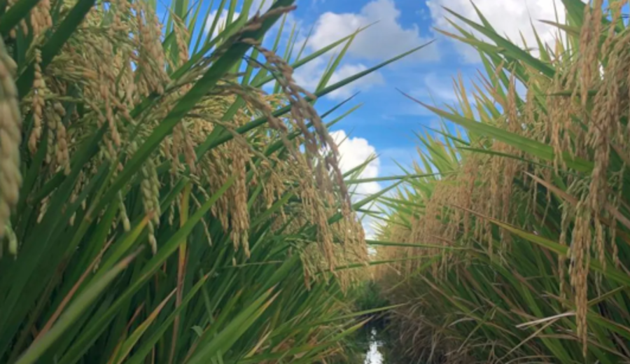 imagen de Uruguay será la capital mundial del arroz en marzo de 2027
