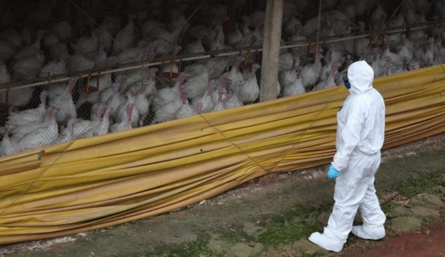 imagen de Suspenden temporalmente ingreso de aves y productos avícolas de Brasil
