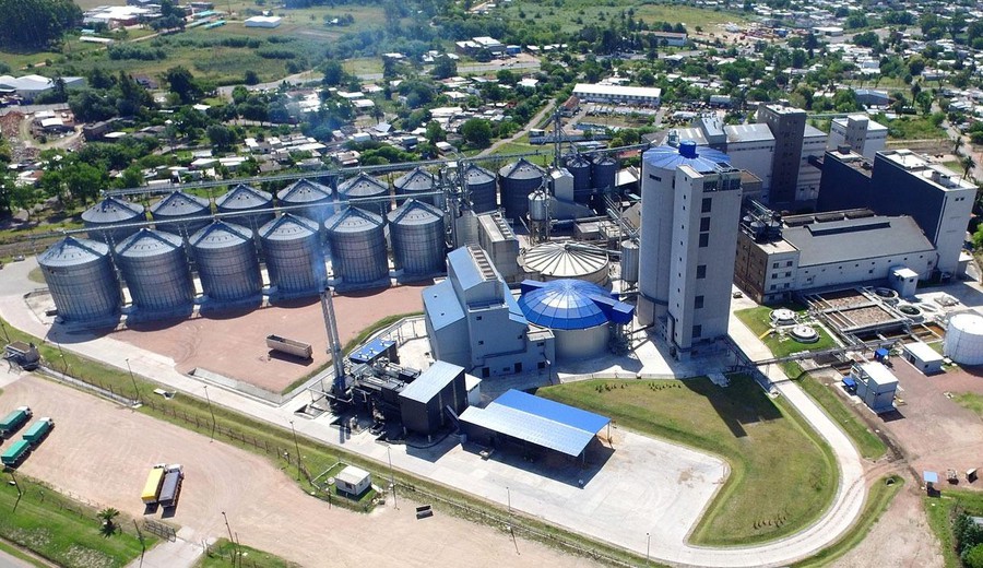 imagen de Maltería Oriental, mayor productora de cebada de Uruguay, completó este año la siembra planificada de 85.000 hectáreas