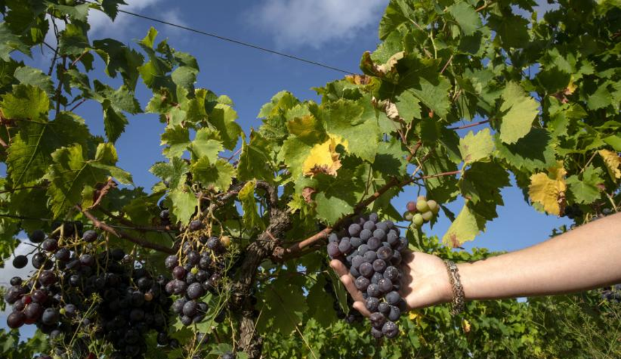 imagen de Montevideo propone siete jornadas de vinos, gastronomía y música con entrada libre
